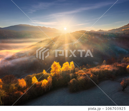 Aerial view of beautiful orange trees on the hill in mountains 106703925