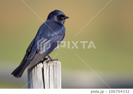 Purple martin bird. Avian adult flying. Generate Ai Purple martin bird. Avian adult flying. Generate Ai 106704332