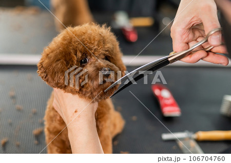 Woman trimming toy poodle with scissors in grooming salon. Woman trimming toy poodle with scissors in grooming salon. 106704760