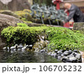苔 106705232