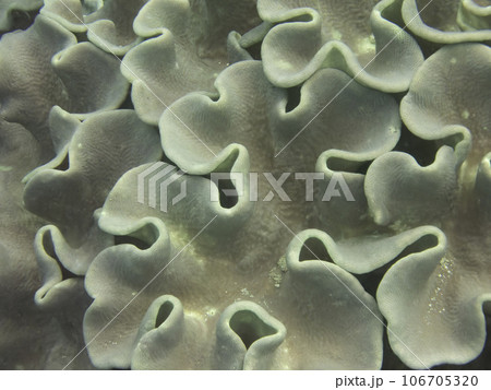 ウミキノコ類 ウミキノコ類 106705320