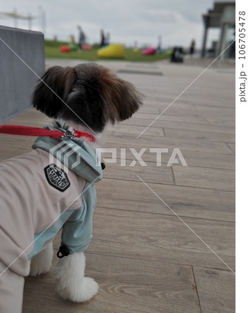 公園を散歩する犬 公園を散歩する犬 106705478