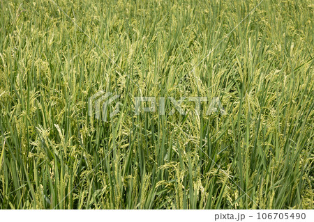 田 0217 田 0217 106705490