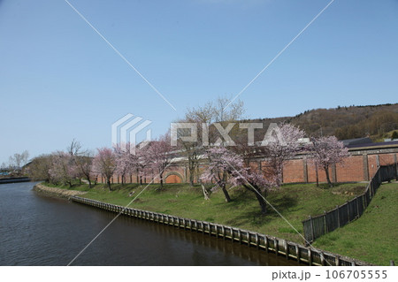網走川河畔の桜風景 網走川河畔の桜風景 106705555