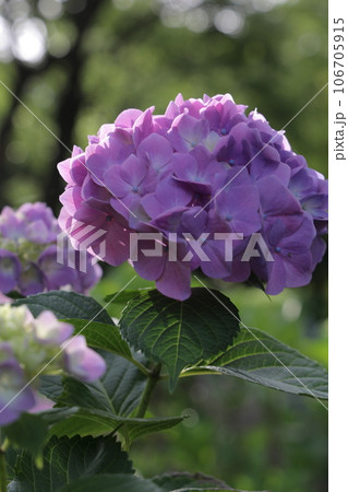 紫陽花の花のクローズアップ 106705915