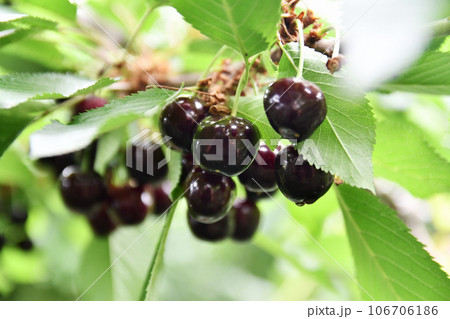 収穫前の黒いサクランボ 106706186