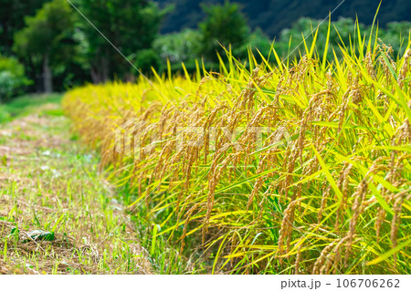 秋の稲 106706262
