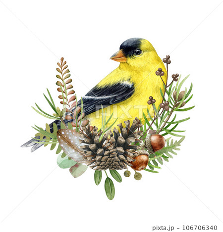 Floral decor from natural elements with a finch bird. Watercolor illustration. Hand drawn forest elements natural decoration. Pine branch, fern, acorn, conifer, goldfinch elements in floral decor 106706340