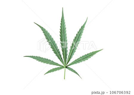 The back of the sativa marijuana leaf The back of the sativa marijuana leaf 106706392