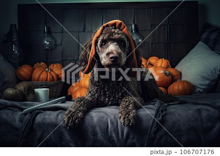 a dog sitting on a bed with pumpkins in the background and an open book laying on its back next to it a dog sitting on a bed with pumpkins in the background and an open book laying on its back next to it 106707176