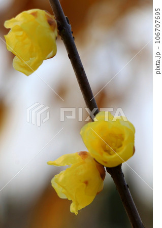 春の日差しを浴びて咲くロウバイ 106707695