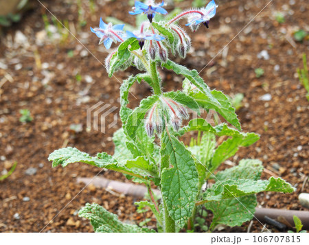 ルリヂシャの花 ルリヂシャの花 106707815