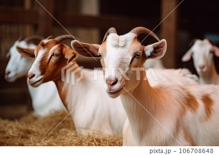 three goats in a barn, one is looking at the camera and the other are standing on hay balks three goats in a barn, one is looking at the camera and the other are standing on hay balks 106708648