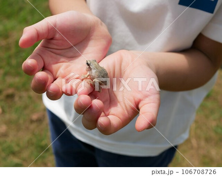 カエルを捕まえて喜ぶ男の子 カエルを捕まえて喜ぶ男の子 106708726