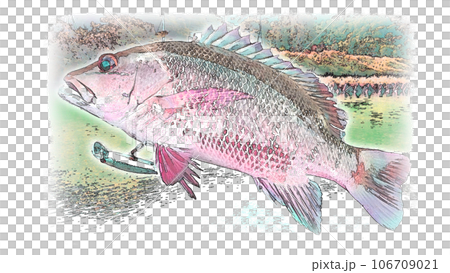 Mangrove jack (Sesame snapper) in illustration style Mangrove jack (Sesame snapper) in illustration style 106709021