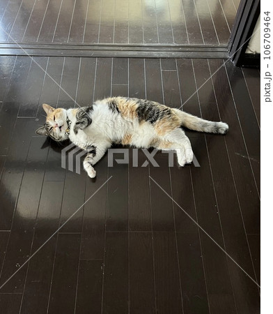 ダラダラな猫 106709464