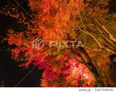 夜にライトアップされた紅葉したモミジの樹を見上げる (山梨県、富士河口湖町) 106709696