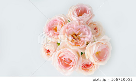 ピンクの花束　俯瞰　おしゃれ　トルコ桔梗　初夏　秋　　背景白系　グレー 106710053