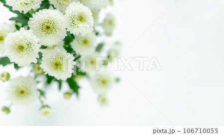 白い小菊の花 ポンポンマム スプレー 仏花 コピースペース 白背景 白い小菊の花 ポンポンマム スプレー 仏花 コピースペース 白背景 106710055
