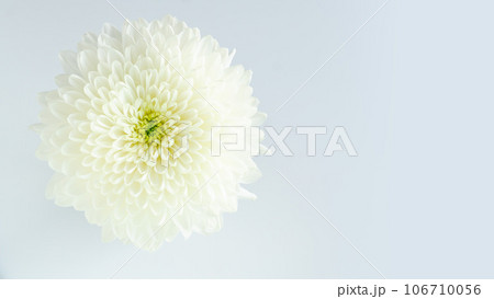 白い菊の生花 お供え ピンポンマム上品シンプル背景画像 俯瞰 アップ 背景白 コピースペース右 白い菊の生花 お供え ピンポンマム上品シンプル背景画像 俯瞰 アップ 背景白 コピースペース右 106710056