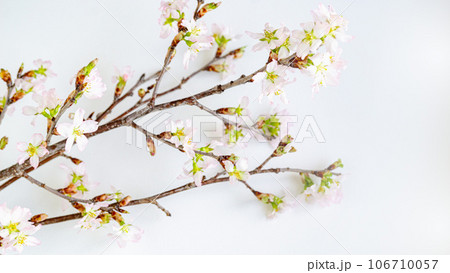 啓翁桜の花枝木 桃の節句 ひな祭り 正月 初春 背景素材 啓翁桜の花枝木 桃の節句 ひな祭り 正月 初春 背景素材 106710057