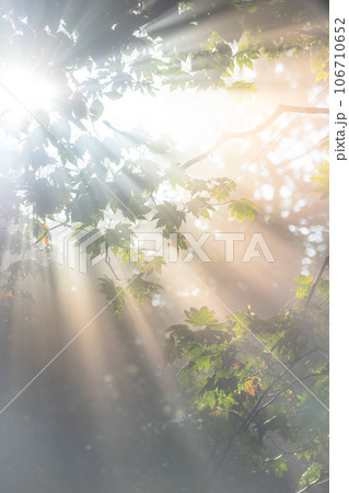 木漏れ日が差し込む森 106710652