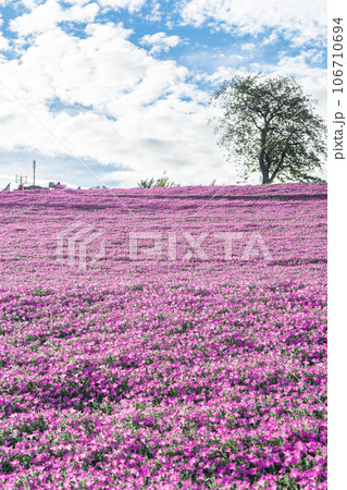 マザー牧場の桃色吐息と青空 106710694