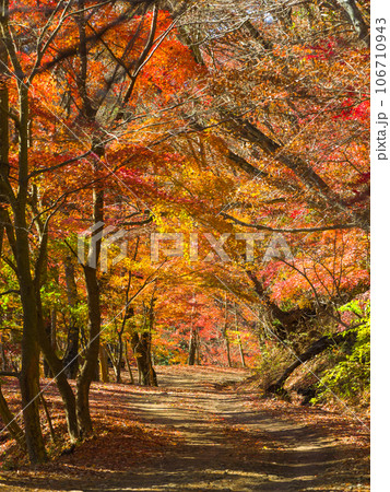 紅葉に囲まれた山道 (山梨県、鳴沢、紅葉台) 106710943