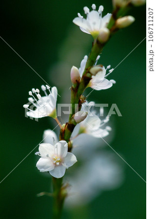 信濃川・やすらぎ堤の白花桜蓼(しろばなさくらたで) 106711207