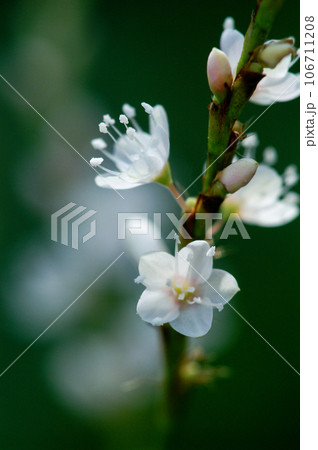 信濃川・やすらぎ堤の白花桜蓼(しろばなさくらたで) 106711208