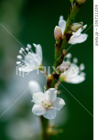 信濃川・やすらぎ堤の白花桜蓼(しろばなさくらたで) 106711209