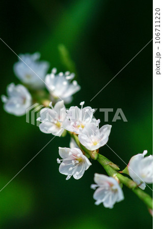 信濃川・やすらぎ堤の白花桜蓼(しろばなさくらたで) 106711220
