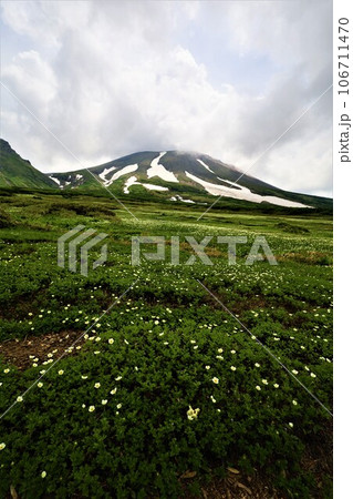 カムイミンタラ、神々の遊ぶ庭、大雪山、旭岳ロープウェイ、初夏の北海道、七月、旭岳は地球上のキャンパス 106711470