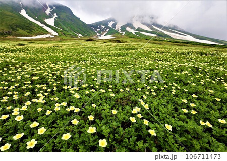 カムイミンタラ、神々の遊ぶ庭、大雪山、旭岳ロープウェイ、初夏の北海道、七月、旭岳は地球上のキャンパス 106711473