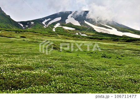 カムイミンタラ、神々の遊ぶ庭、大雪山、旭岳ロープウェイ、初夏の北海道、七月、旭岳は地球上のキャンパス 106711477