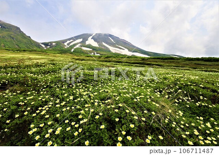 カムイミンタラ、神々の遊ぶ庭、大雪山、旭岳ロープウェイ、初夏の北海道、七月、旭岳は地球上のキャンパス 106711487