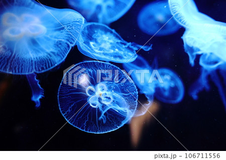 うみがたりの光り漂う海月の写真素材 [106711556] - PIXTA
