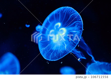 うみがたりの光る海月 106711558