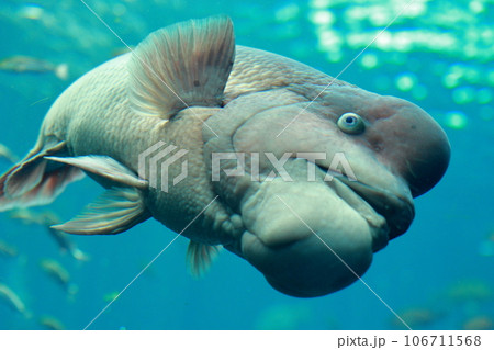 うみがたりのコブダイが近づく 106711568