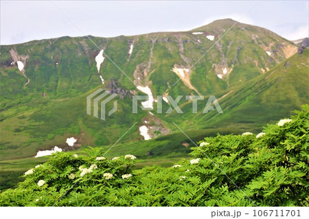 カムイミンタラ、神々の遊ぶ庭、大雪山、旭岳ロープウェイ、初夏の北海道、七月、旭岳は地球上のキャンパス 106711701