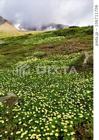 カムイミンタラ、神々の遊ぶ庭、大雪山、旭岳ロープウェイ、初夏の北海道、七月、旭岳は地球上のキャンパス 106711706