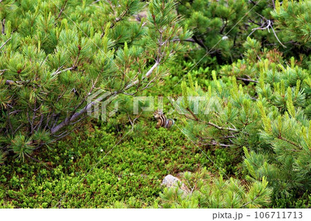 カムイミンタラ、神々の遊ぶ庭、大雪山、旭岳ロープウェイ、初夏の北海道、七月、旭岳は地球上のキャンパス カムイミンタラ、神々の遊ぶ庭、大雪山、旭岳ロープウェイ、初夏の北海道、七月、旭岳は地球上のキャンパス 106711713