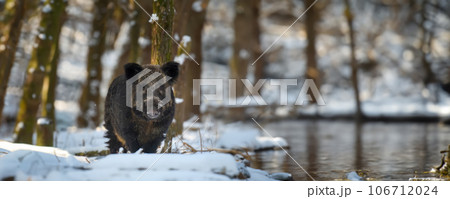 Wild pig with snow. Young Wild boar, Sus scrofa, in wintery forest 106712024
