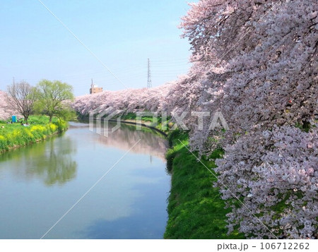 元荒川 出津橋付近の桜 106712262