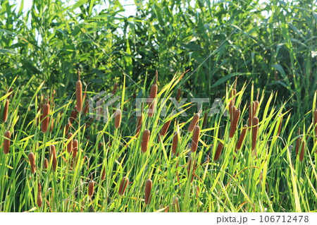 郊外の田んぼ横で繁殖するガマのある風景 郊外の田んぼ横で繁殖するガマのある風景 106712478
