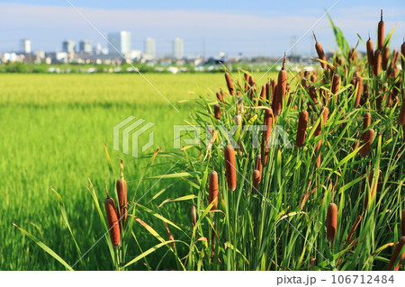 郊外の田んぼ横で繁殖するガマのある風景 106712484