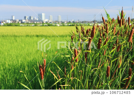 郊外の田んぼ横で繁殖するガマのある風景 郊外の田んぼ横で繁殖するガマのある風景 106712485