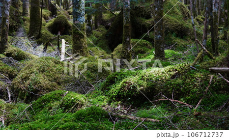 苔の森に入る 苔の森に入る 106712737