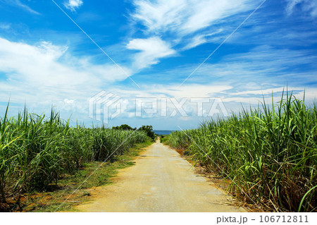 沖縄の風景 さとうきび畑の中の一本道 沖縄の風景 さとうきび畑の中の一本道 106712811