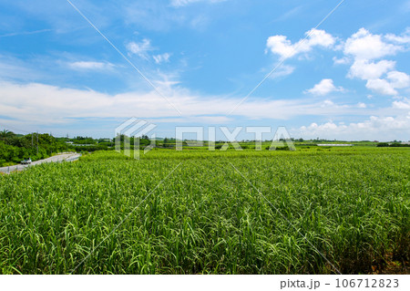 沖縄の風景 さとうきび畑と青い空 沖縄の風景 さとうきび畑と青い空 106712823